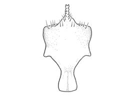   Anthidium palmarum  male, diagram showing ventral view of eighth sternum (S8), diagram from Gonzalez and Griswold 2013 
